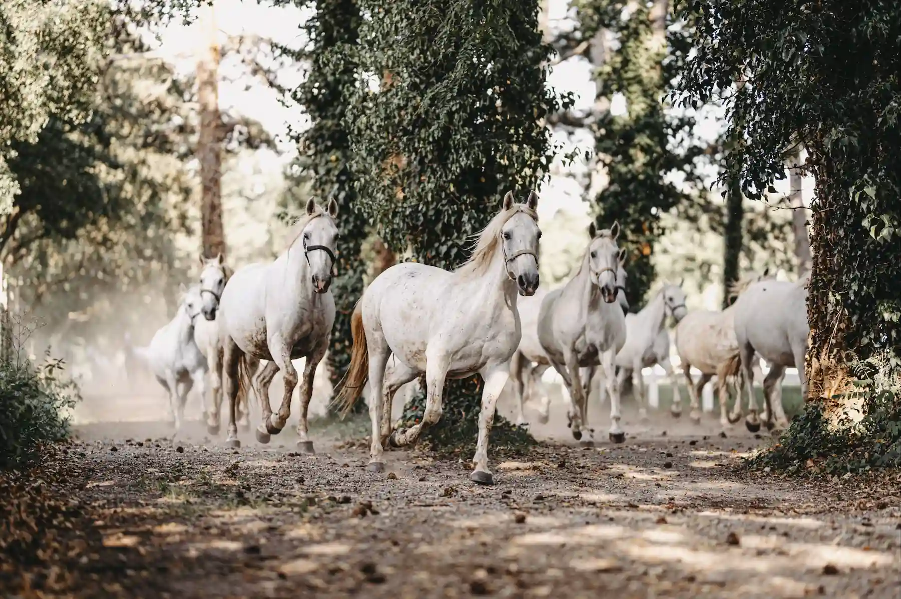 Lipica Stud Farm — home of the Lipizzaner